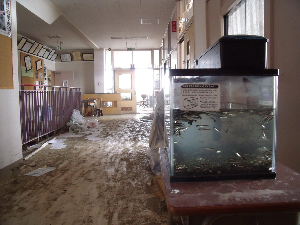 中野小学校_13-1_1津波で2階も浸水したが七北田川に放流予定のサケの稚魚は無事だった。職員室入り口のガラスに「本部」の張り紙がみえる。
